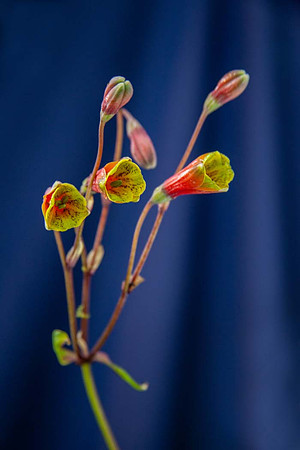 Bomarea 'Caldasii' (Alstroemeriaceae)