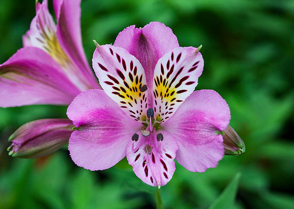 Alstroemeria 'Charles'