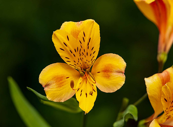 Alstroemeria 'Anjou'