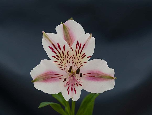 Alstroemeria 'Beatrice'