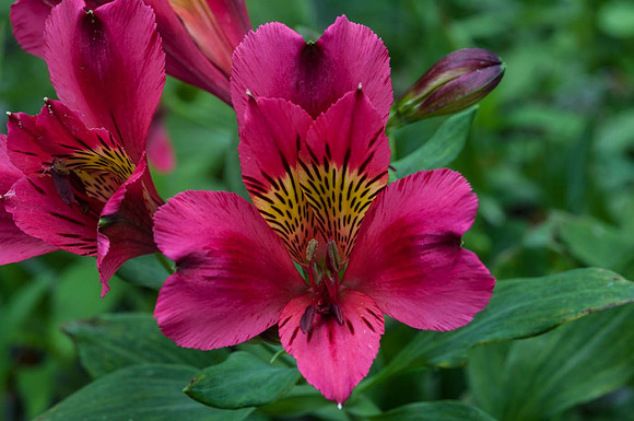 Alstroemeria 'Arthur'