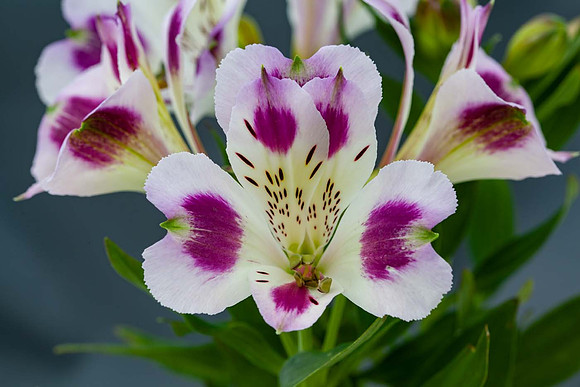 Alstroemeria 'Fougere'