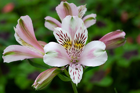 Alstroemeria 'Duchess Louise'