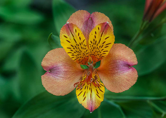 Alstroemeria 'Henri'