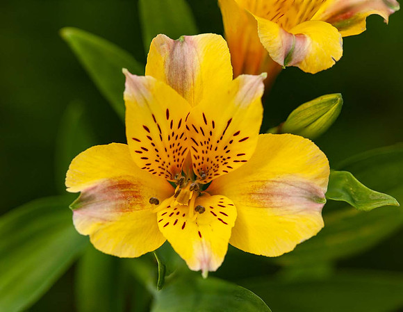 Alstroemeria'Marie'