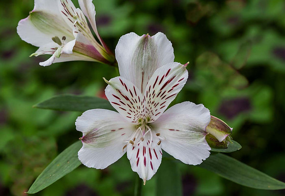 Alstroemeria Maze