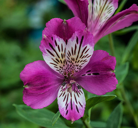 Alstroemeria 'Montsoreau'