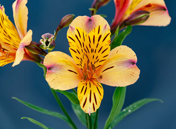 Alstroemeria 'Nicholas'