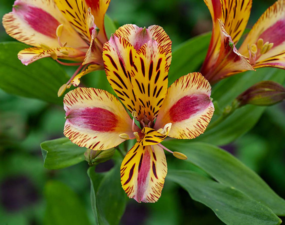 Alstroemeria 'Marguerite'