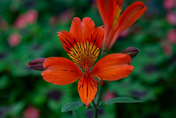 Alstroemeria 'Querre'