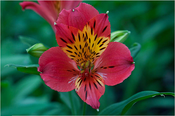 Alstroemeria 'Lire'