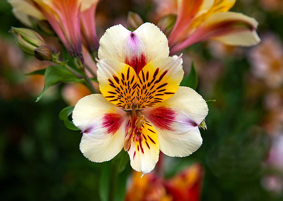 Alstroemeria 'Thorigne'