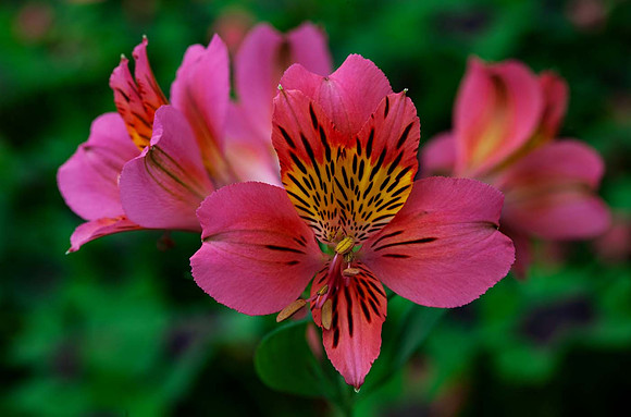 Alstroemeria 'Tierce'