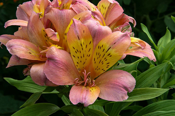 Alstroemeria inca devotion