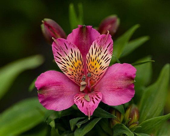 Alstroemeria Inca Goal