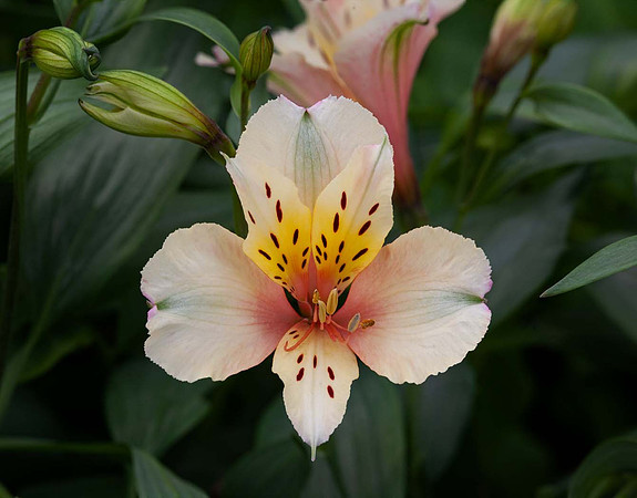 Alstroemeria Inca Ice
