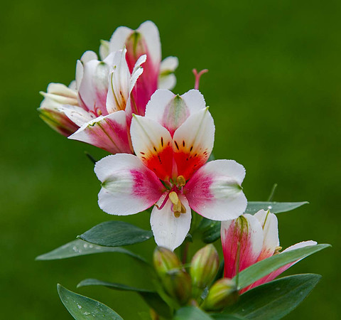Alstroemeria Inca Lucky
