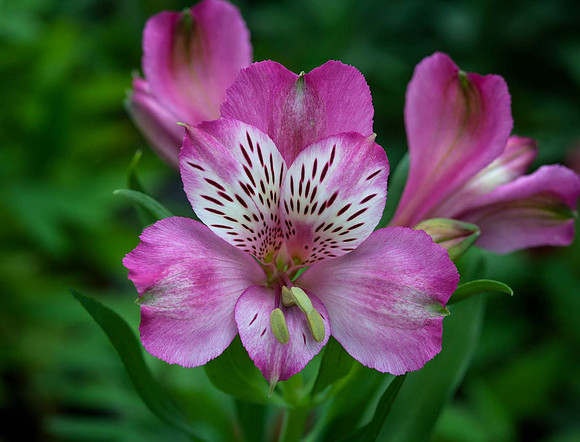 Alstroemeria Inca Milva