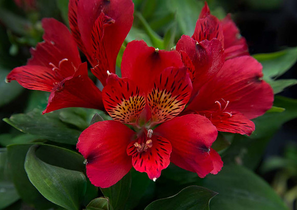 Alstroemeria  Inca Vito