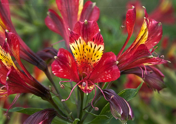 Alstroemeria Inca Adore