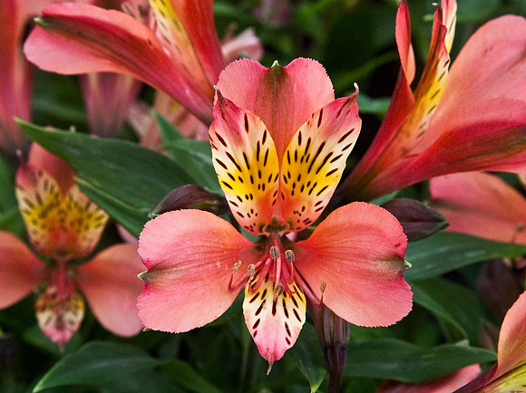 Alstroemeria Inca Avanti