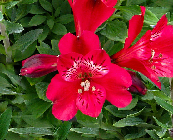Alstroemeria Inca Bandit