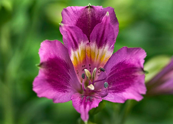 Alstroemeria Inca Azur
