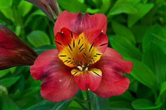 Alstroemeria Inca classic