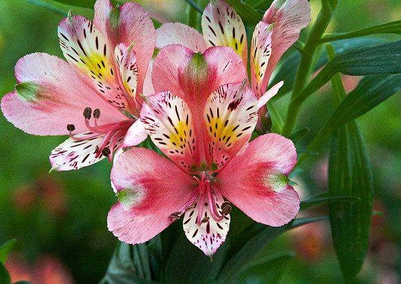 Alstroemeria Inca Coral