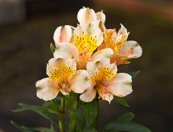 Alstroemeria Inca desert