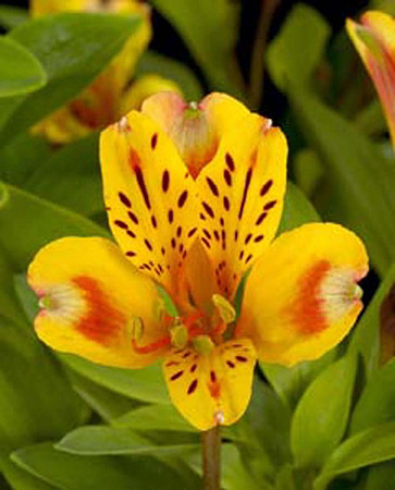 Alstroemeria Inca Exotica