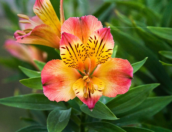 Alstroemeria Inca Ginger