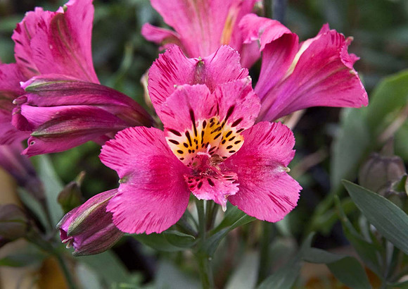 Alstroemeria Inca Glow