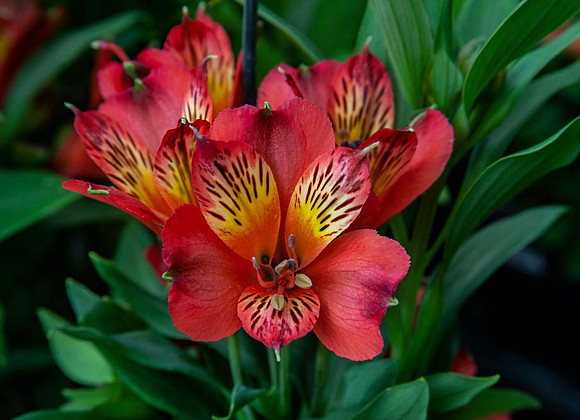 Alstroemeria Inca Joli