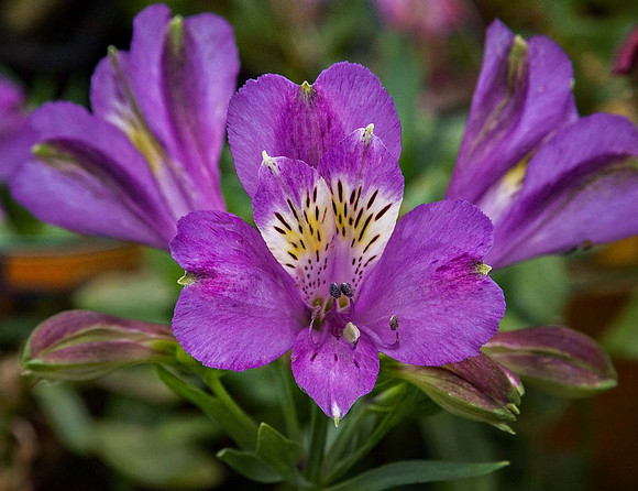 Alstroemeria Inca Lake