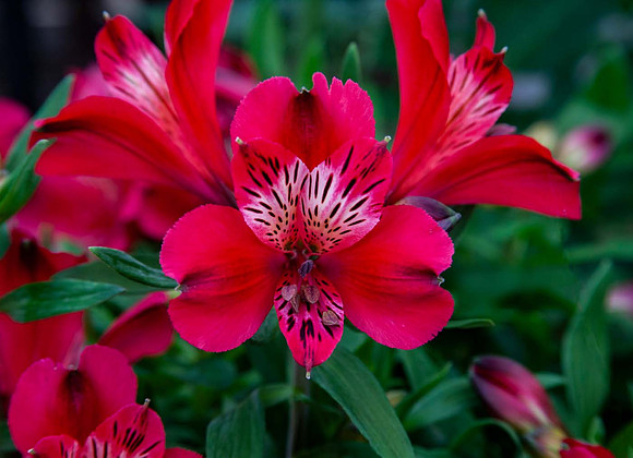 Alstroemeria Inca Lolly