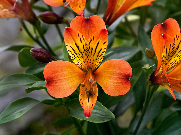 Alstroemeria Inca Mambo