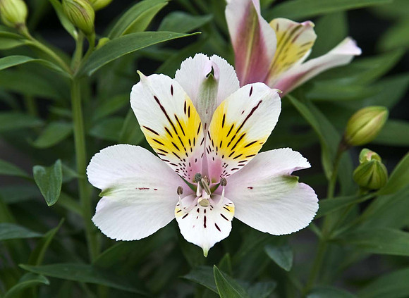 Alstroemeria Inca Milk