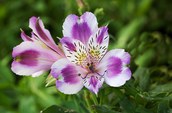 Alstroemeria Inca Mystic