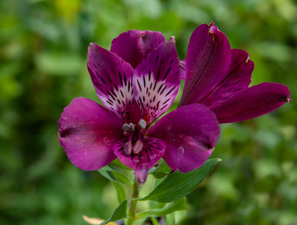 Alstroemeria Inca Noble