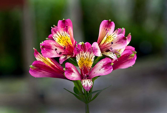 Alstroemeria Inca Obsession