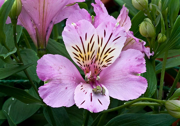 Alstroemeria Inca Pride