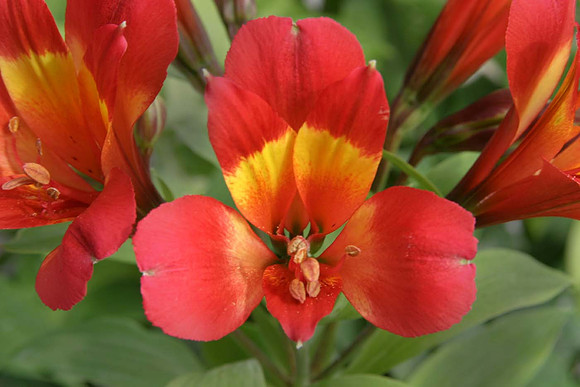 Alstroemeria Inca Pulse