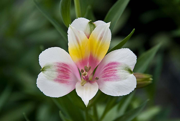 Alstroemeria Inca Rocky