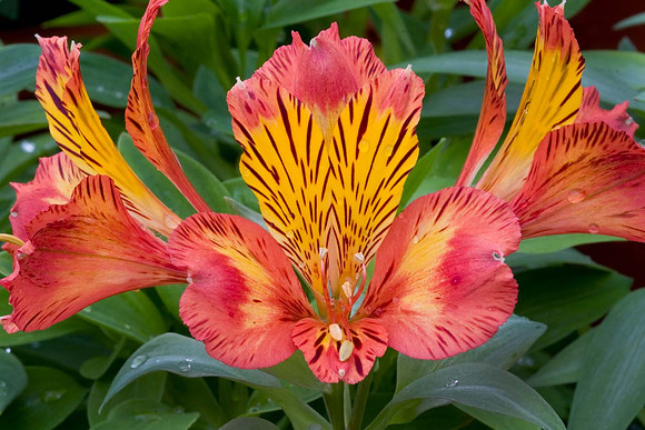 Alstroemeria Inca Tropic