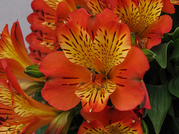 Alstroemeria Inca Safari