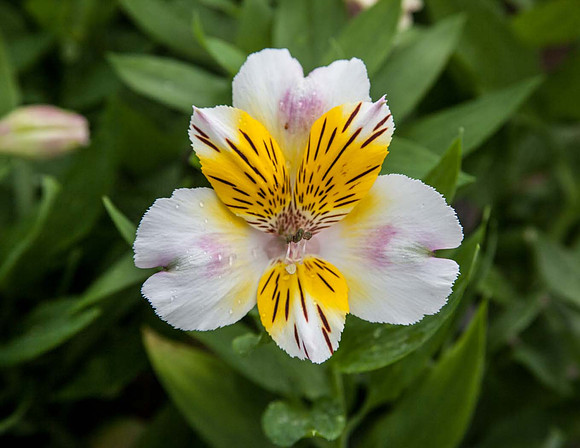 Alstroemeria Inca Smile