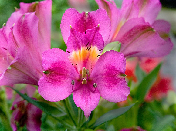 Alstroemeria Inca Yuko