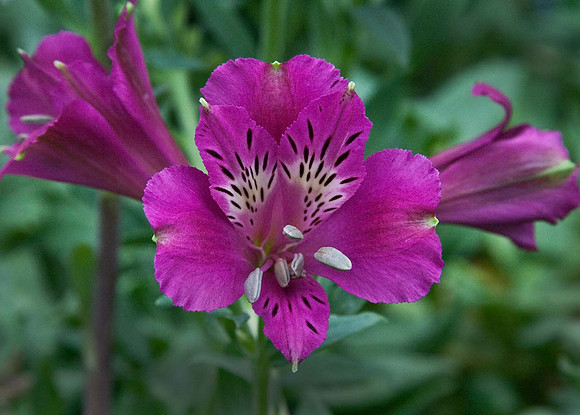Alstroemeria Jazz purple