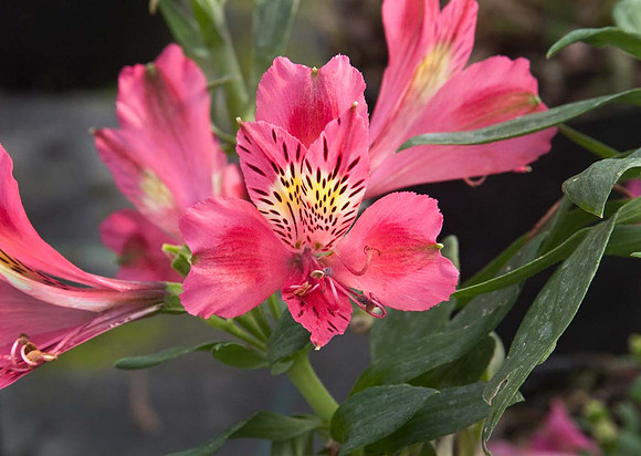 Alstroemeria Jazz Pink